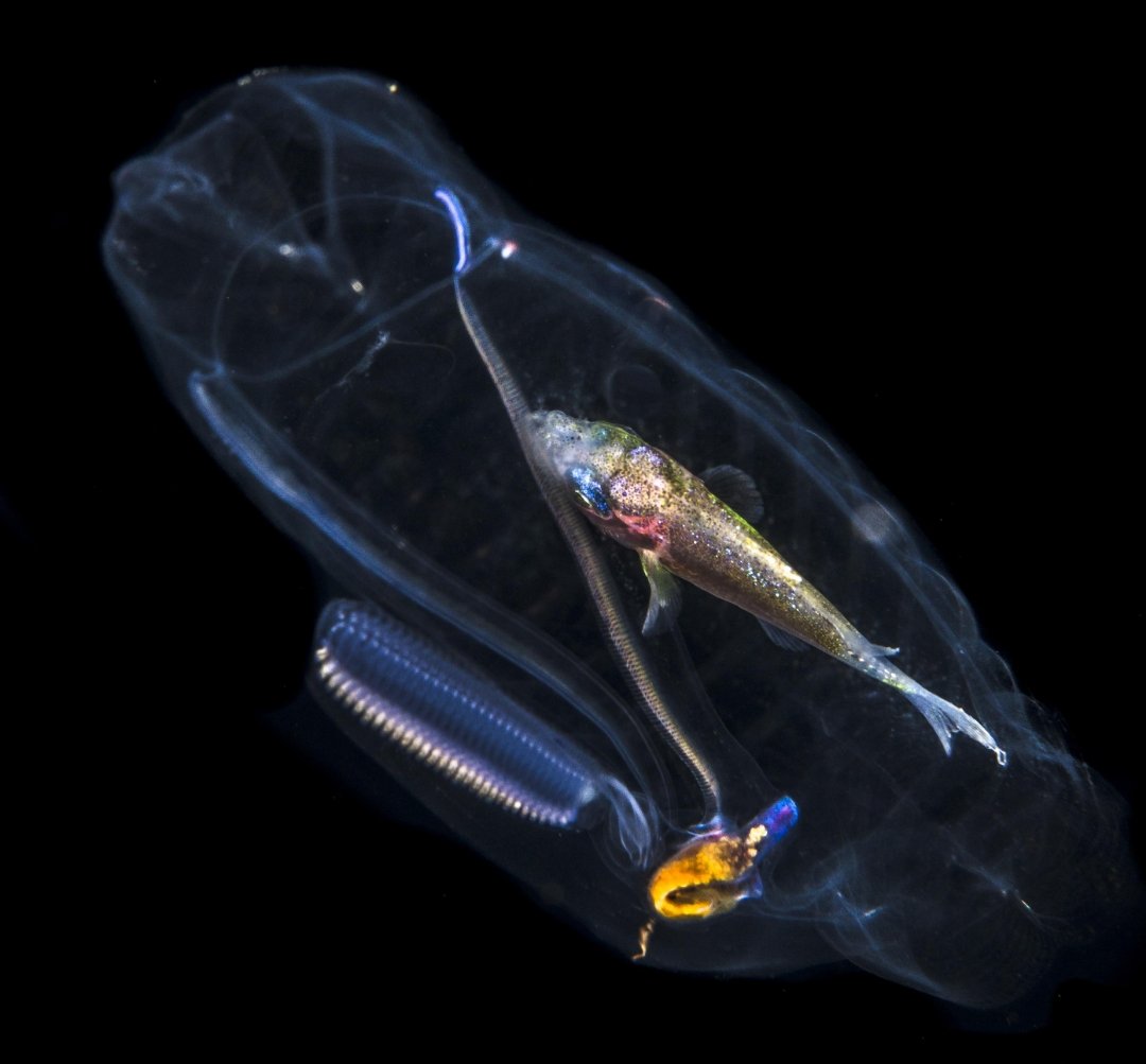 reef_bone's tweet photo. Fish hitching a ride inside sea salps. https://t.co/7GeKkQUsJi