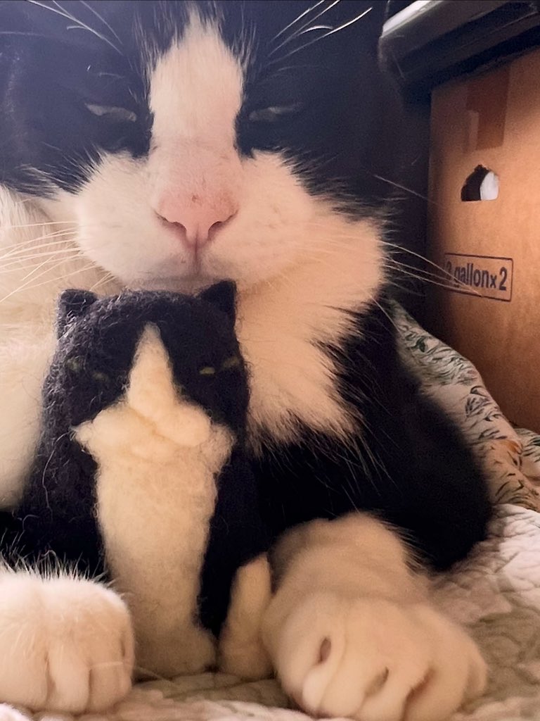 BestOfMeow's tweet photo. https://t.co/dSG2YlYlbm