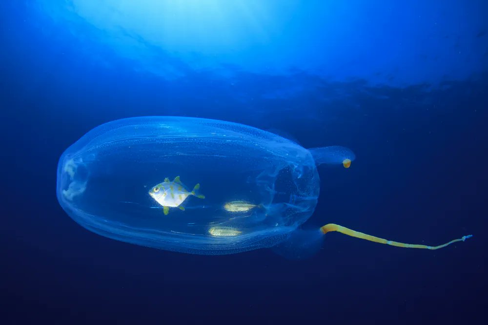 reef_bone's tweet photo. Fish hitching a ride inside sea salps. https://t.co/7GeKkQUsJi