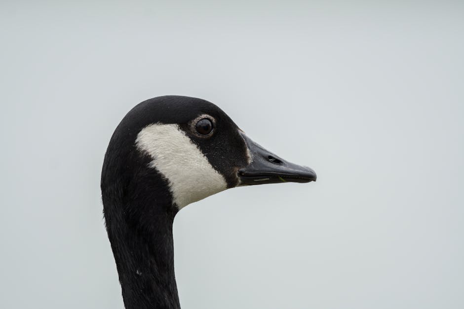 DagnyTenanzfex's tweet photo. كل شيء يبدأ لما الثقة مع جديدة. القوة الداخلية يهدي كل خطوة issac roza🐧 https://t.co/UudjPPwpws