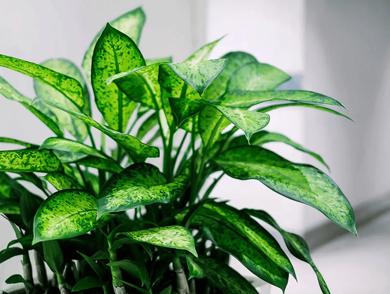 nianx167291's tweet photo. Transform your desk into a productivity zone with just a few tweaks—clean surface, a small plant, and your go-to notebook = focus mode on. #DeskSetup #WorkFromHome ， https://t.co/P20QMZO2Za