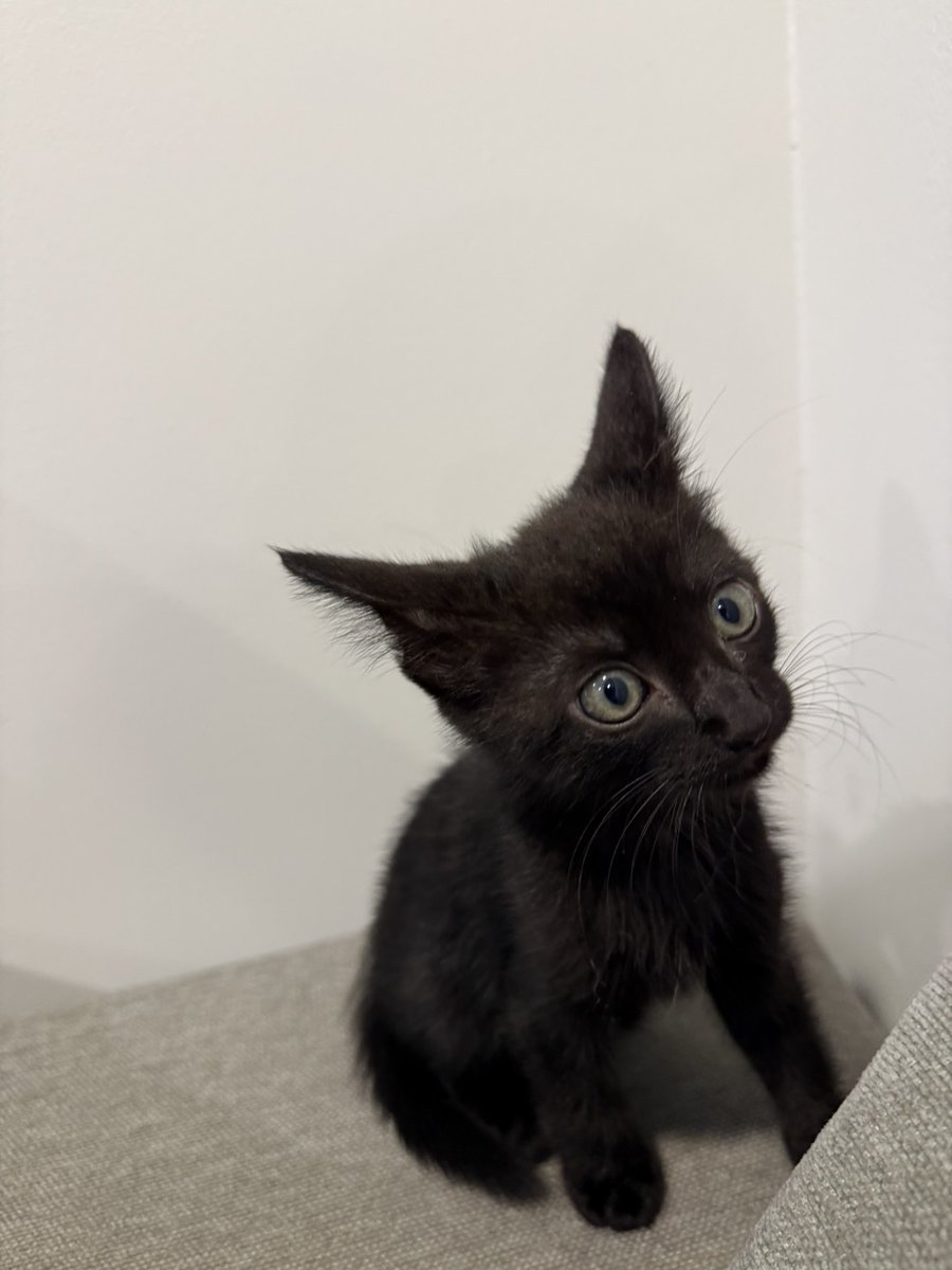 HCSOSheriff's tweet photo. Kitten Dash, rescued by the deputy who found him on September 10, is doing amazing and is quite the purrsonality already.🐱
He has a follow-up appointment next week at the Pet Resource Center off Falkenburg for his check-up. He has a great appetite and is growing fast. He loves watching himself online and loves all of his supporters!

...he's already got his sights set on joining the sheriff's office K-9 unit as their first tactical kitty once he's big enough 🤣