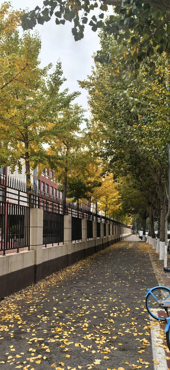 lunax257159's tweet photo. The first autumn breeze brings crisp air and falling golden leaves  Perfect for a walk with a warm coffee!， https://t.co/H6caiLyMpe