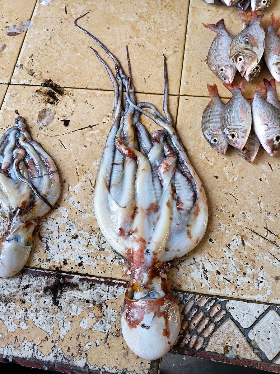 sholard_mancity's tweet photo. Instead of blue pills, use this. (Octopus)

Completely natural and can last up to 12hrs+.

Just ensure its fresh.

Coastal generations have known this for years.

The taste is elite and the effect is real.
We can confirm. Nutrition doesn’t lie. https://t.co/S4FVnRtWyu
