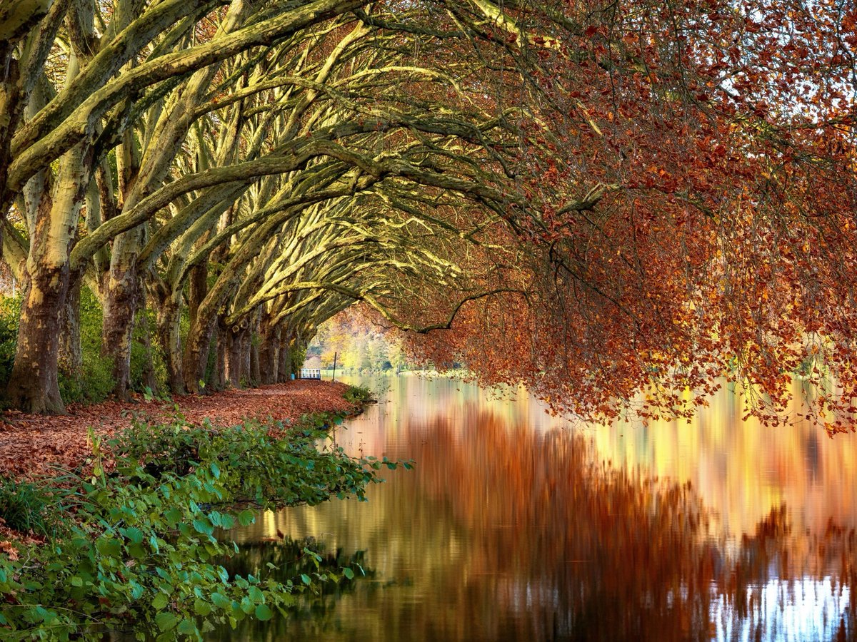 unsplash's tweet photo. Golden autumn trees and starry night skies 🍂🌌 

Warm autumn scenes and starry night views captured by German landscape and astrophotographer Evgeni Tcherkasski.

↓ Comment for their profile link. https://t.co/JRIkeQbx3G