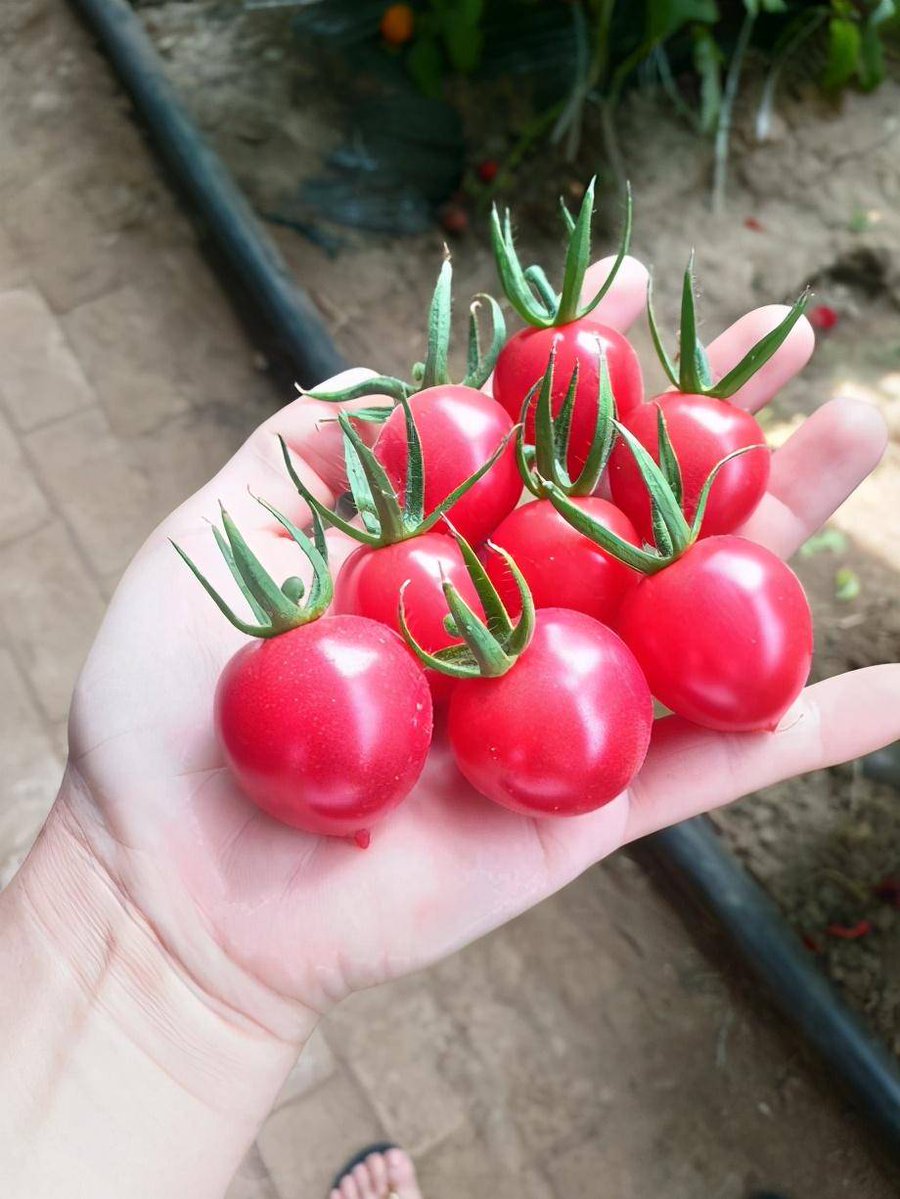 softi613729's tweet photo. [Just tried the new organic cherry tomatoes from the local farm—bursting with sweet juice, zero weird aftertaste, perfect for salad! 10/10 would grab again ]， https://t.co/TM7DvuSEe7