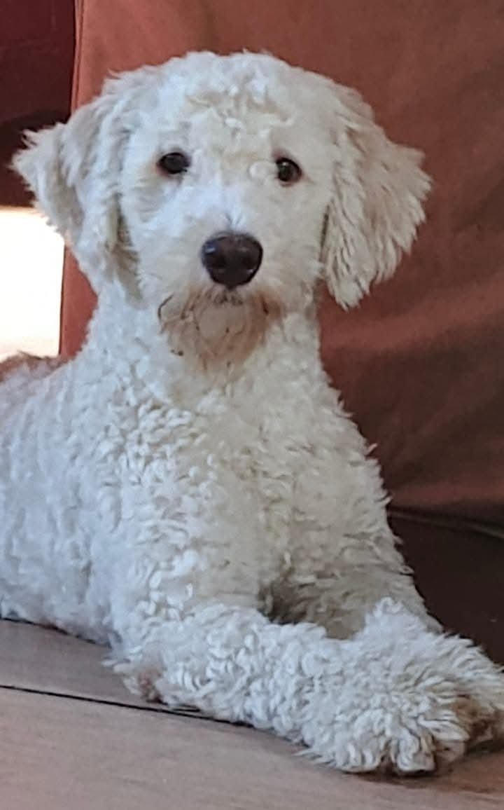lyssitta's tweet photo. SERVICIO SOCIAL✅️
#SEBUSCA 📣
#EXTRAVIADO ‼️

Ayúdanos a encontrar a CAPY tiene 2 años, se perdió el 11 de septiembre alrededor del mercado central San Salvador, cerca de las torres Españolas, comunicarse al número +503 78075653 https://t.co/hRi5XGkrf3