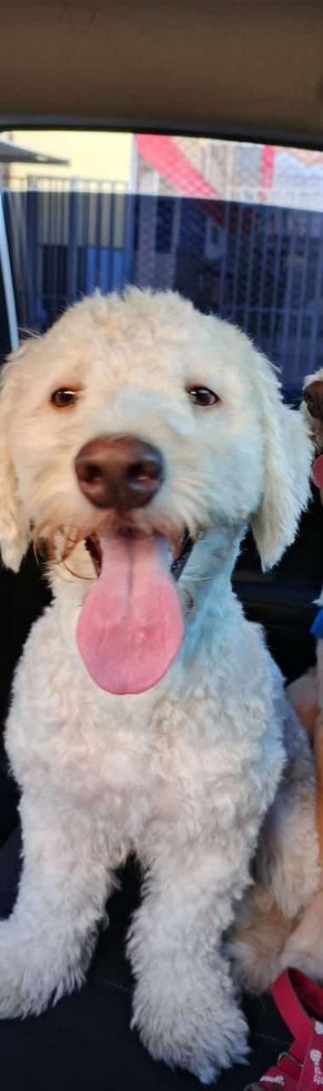 lyssitta's tweet photo. SERVICIO SOCIAL✅️
#SEBUSCA 📣
#EXTRAVIADO ‼️

Ayúdanos a encontrar a CAPY tiene 2 años, se perdió el 11 de septiembre alrededor del mercado central San Salvador, cerca de las torres Españolas, comunicarse al número +503 78075653 https://t.co/hRi5XGkrf3