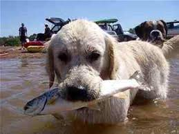 nathan91crime's tweet photo. 🚨BREAKING NEWS⛔️
ça vient d'être confirmé par notre équipe sur place‼️⚠️ le chiengue (🐶) a attrapé le poissongue (🐟) https://t.co/JQAhuf8b0h