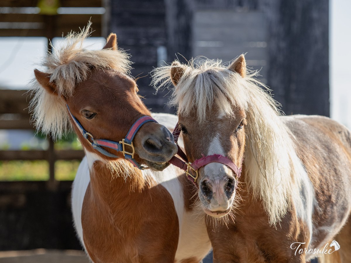 torosuke_uma's tweet photo. 同じ小屋でお泊まりをするサンタとルパンです🐴🐴✨
サンタのことが大好きなルパン。「遊ぼあそぼ！」とずっとちょっかいを出して大はしゃぎ😂
ちゃんと相手をしてあげるサンタの優しさに癒やされますね💕
＃おひさま牧場
＃ミニチュアホース　＃ポニー https://t.co/IxOSSucmKH