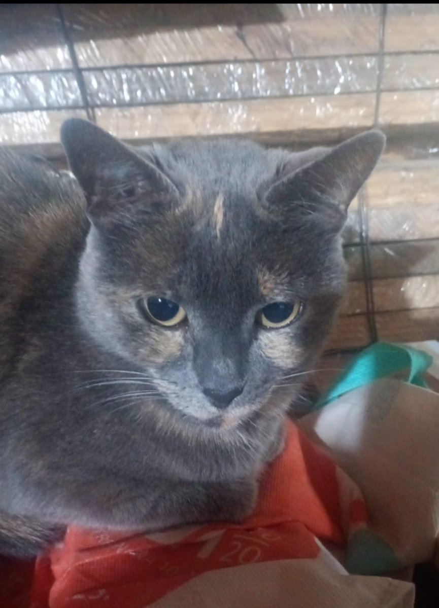 joareyes08's tweet photo. @tonitoelgatito mi morita es verdaderamente igual. son hermanas https://t.co/XIbtZK3lD0
