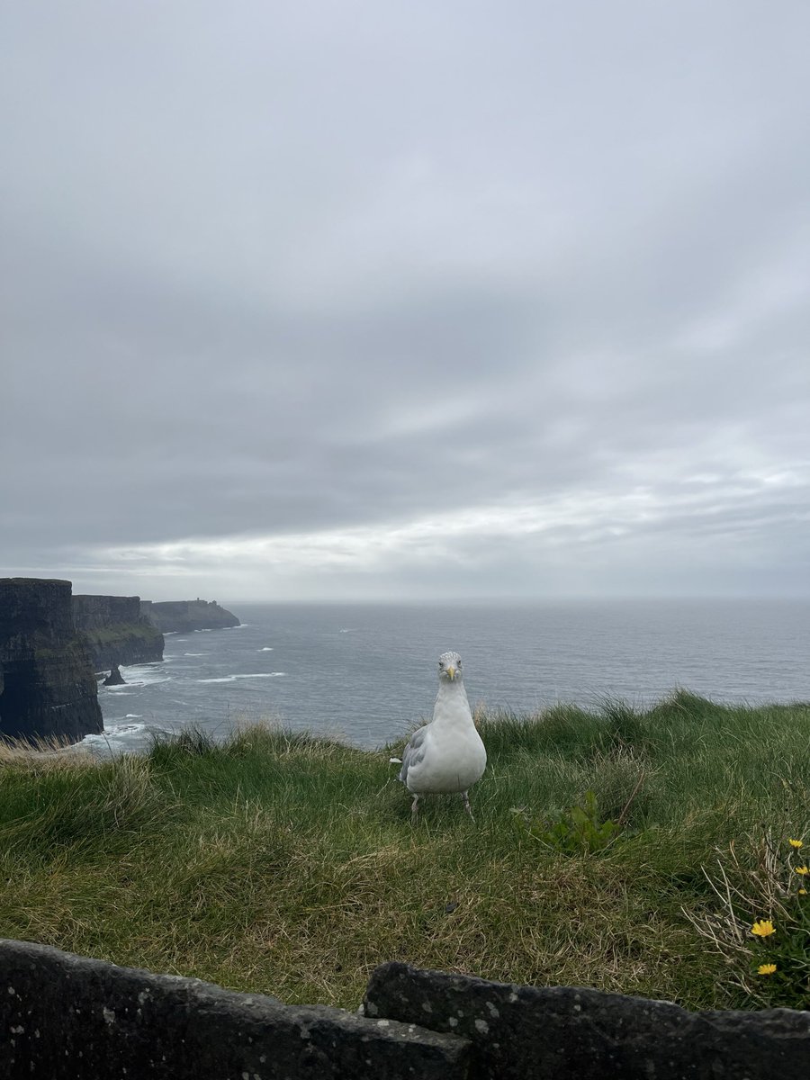 gone_inthewind's tweet photo. Cliffs of Moher🍀🌊⛰️ https://t.co/pmvUkAkyLt