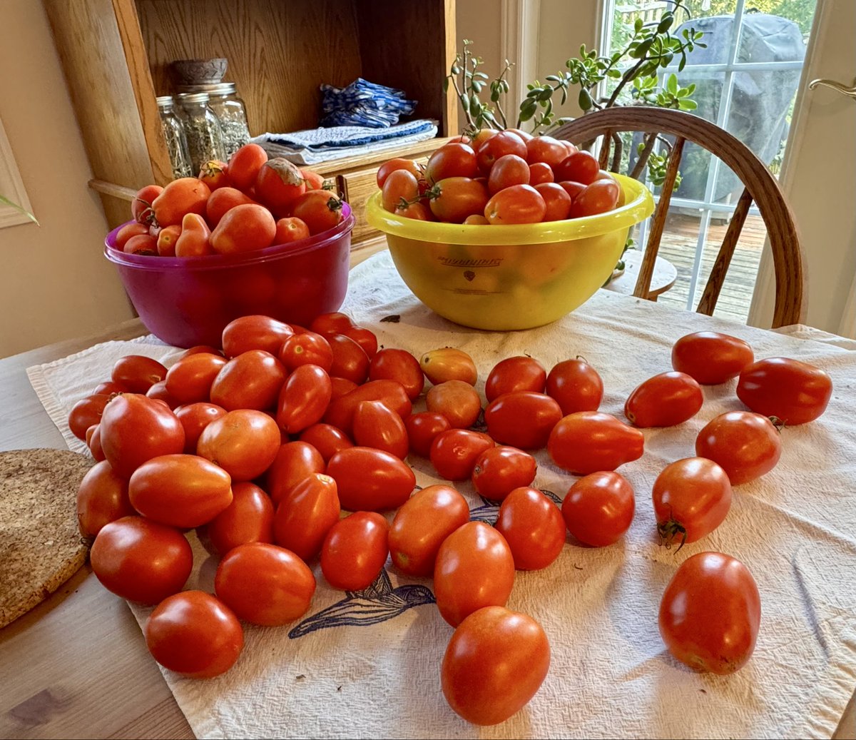HerDescendent's tweet photo. A buttload of Roma tomatoes, four hours on my feet peeling and canning and I have 5 jars of tomato sauce. That's all. Fortunately, there are more out in the garden. https://t.co/ZloYkiImbe