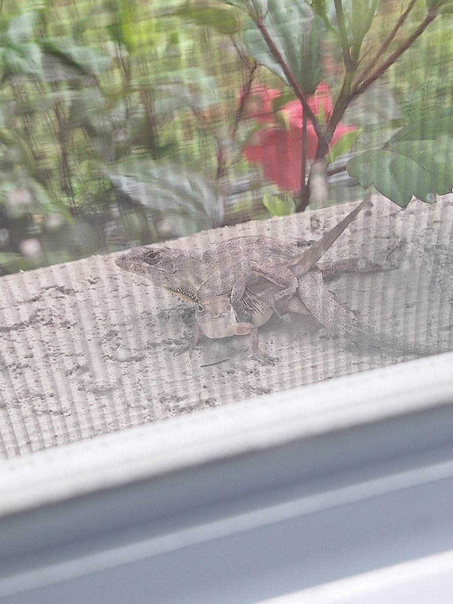 MatthewAdavx6's tweet photo. GET A ROOM!
#Chameleon #MARTINBLASTEDTHESHOW https://t.co/M3OS0Ao1N3
