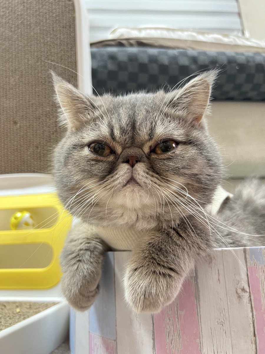 noritaro3333's tweet photo. おはようございます
ぽこちゃん経過良好です
見違えるほどおとなしい https://t.co/Ln3sHgbu20