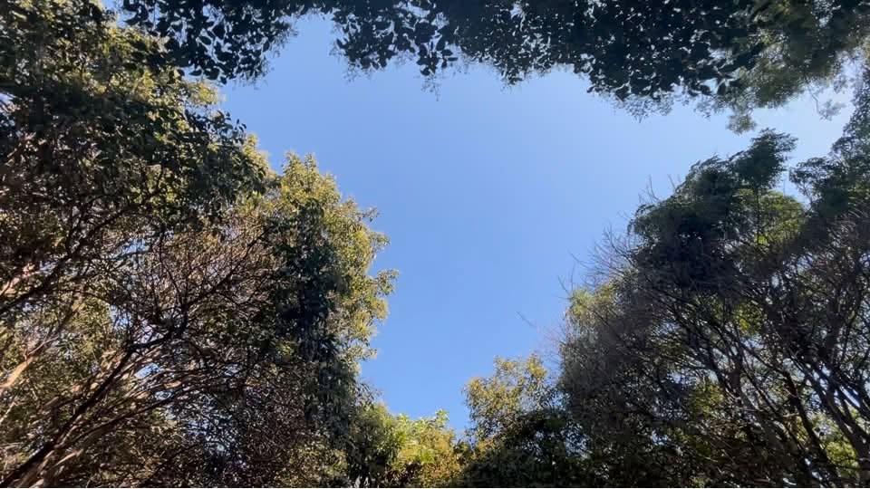 Naky's tweet photo. El traidor feliz
Esta es una historia con ritmo. Venía de regreso, con poca batería, sin música, tomando sorbitos de agua aprovechando un brisa que tenía días sin sentir. La canción que trataba de organizar en la cabeza fue desplazada por el registro venezolanísimo de un chamo que grababa un audio como si estuviese dando una clase en un terreno baldío. El ritmo de nuestros pasos nos mantuvo en paralelo a lo largo de una cuadra que vale por dos, por lo que doy fe que fue un audio largo, tanto, que él mismo lo calificó como un podcast antes de terminarlo, pero justo ese casi cierre le abrió el compás para algo que había dejado en el tintero.

A su favor, tiene capacidad histriónica, sabe jugar con su voz y es gracioso, así que quien reciba el podcast no tendrá líos para escucharlo. En eso pensaba cuando al pasar el rayado, el buen hablante aceleró el paso en una cuadra en ascenso, y claro que podía (si literalmente le echaba piernas, como hice), pero las consecuencias estéticas de esa multiplicación de sudor son muchas, y además, notables, pero este segundo episodio no fue tan divertido, porque fue coherente con lo que narró.

En modo corto, una amiga en común con la persona recipiendaria de estos audios está muy triste, porque el tipo que jamás le echó los perros (pero que a ella le gustaba mucho), es tan gay como habían predecido (el narrador y a quien le grababa), pero salió del clóset llevando a su novio al cumpleaños de esta amiga, tomándose fotos con ella mientras le entregaban un regalo vestidos casi iguales, y compartiendo en estados de WhatsApp e historias de Instagram el registro del romance que opacó el cumpleaños y a la cumpleañera, una triple afrenta, según el narrador, quien no tiene líos con la salida del clóset y la exhibición de su felicidad, pero por supuesto que le ofendió que ambas cosas ensombrecieran a la cumpleañera.

Me detuve. Ya tenía la lengua de corbata, pero afortunadamente, él también. En la misma maceta que me senté, él recitó con solvencia el meme que reúne varias formas de acusar inmovilización, para explicar cómo le cayó el audio de la cumpleañera desplazada y despechada. Nunca había escuchado ese meme en vivo. Respiró bien, sonrió y se fajó para ser gracioso mientras decía sin pausa: “Quedé mínimo común múltiplo. Verbo to be. Escuchamos y no juzgamos. Escuchamos y juzgamos. Escuchamos y nos agarramos a coñazos. Taqui taqui rumba. Estaba paralizado, con mucho miedo y no me podía mover. Quedé ice, frío, hielo. Quedé aguda, grave y esdrújula. Quedé vemos y juzgamos. Quedé plano cartesiano. Quedé arepa tiesa.”

Me hubiese encantado escuchar alguna respuesta a sus esfuerzos narrativos, pero también usa audífonos, así que me despedí de la maceta viéndolo sonreír con la seguridad de quien ha hecho bien la tarea, calificando lo inadmisible del desenlace que decidió quien a partir ahora, según dijo casi gritando, pasarán a llamar “El traidor feliz”.

Los venezolanos tenemos facultades extraordinarias para echar cuentos, para transformar solo con los modos, algo común en algo memorable. Sí, también somos bulleros, decimos malas palabras con una ligereza asombrosa, pero hay una identidad muy peculiar en la manera de narrarnos. Ojalá la cumpleañera supere pronto la afrenta y el desamor, y que el enamorado no se entere jamás de este mote.

#CosasQuePasanLosSábados

https://t.co/DgYjIx3aoc