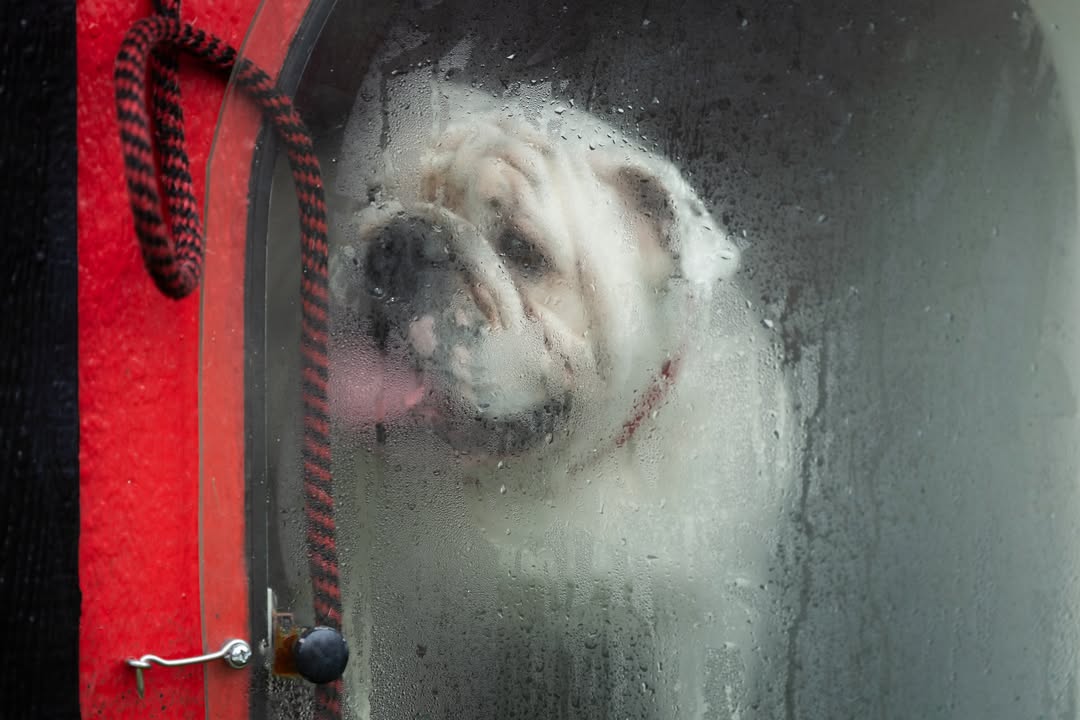 universityofga's tweet photo. A little rain never hurt nobody 🌧️ https://t.co/c5RwrRs8hD