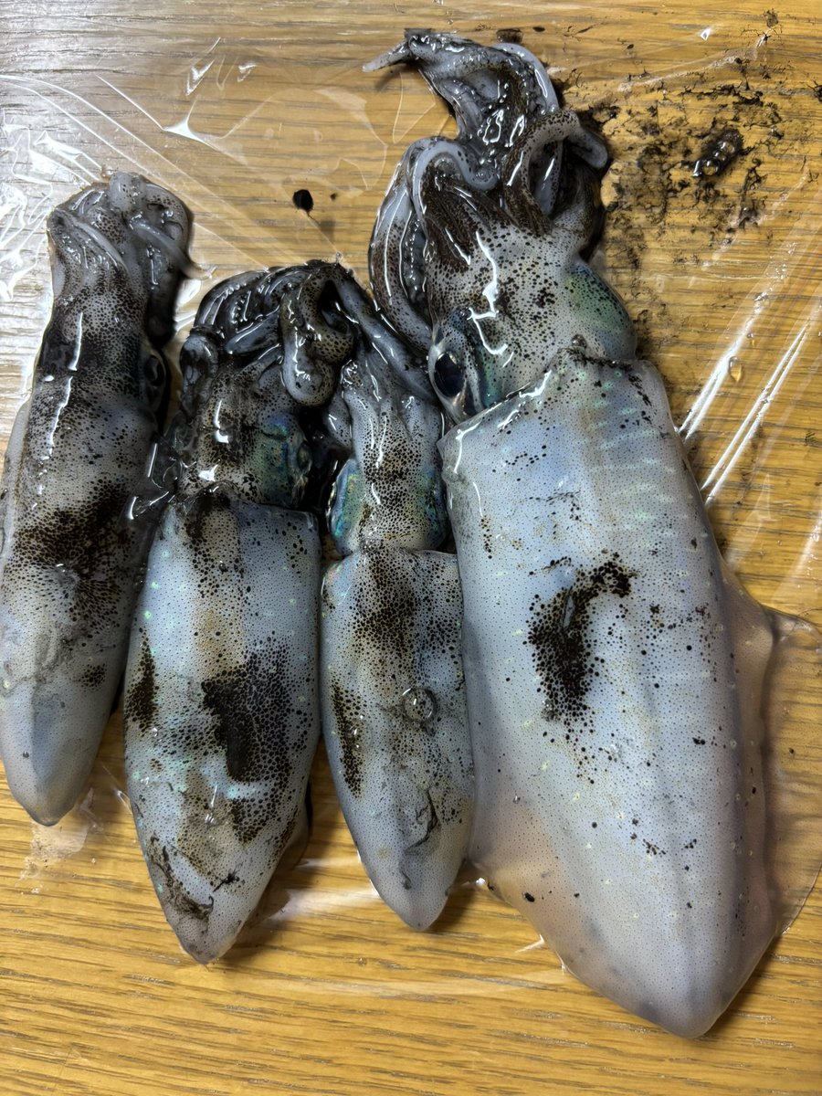 ikapon_a's tweet photo. ちょっと早いか⁈と思いつつ、エギングの虫が騒いだから行ってきた♪ 7hit3バラシ😱ここ数年春秋1回くらいしか釣行してないから、メチャどヘタになってしまった😂 https://t.co/nQtWE6KtWP