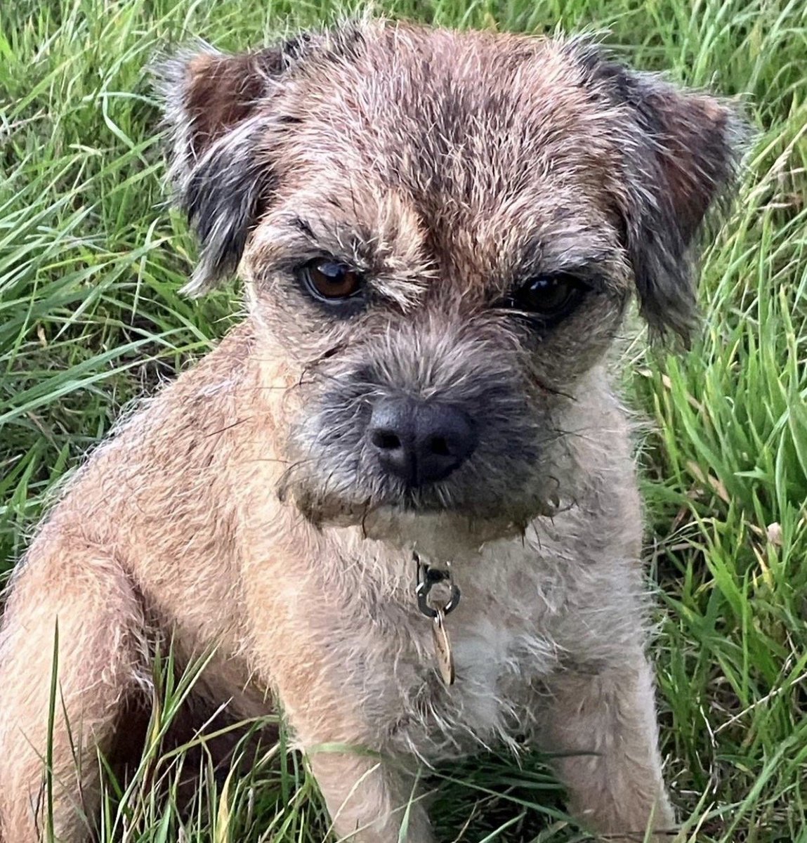 MissingPetsGB's tweet photo. 🏡 Good news! 

"Mungo has been found tonight at 19:50 on 12 Sept. Thank you all that have helped humongously in our search. He is now home safely."

#reunited https://t.co/l0ypAI5Ni4