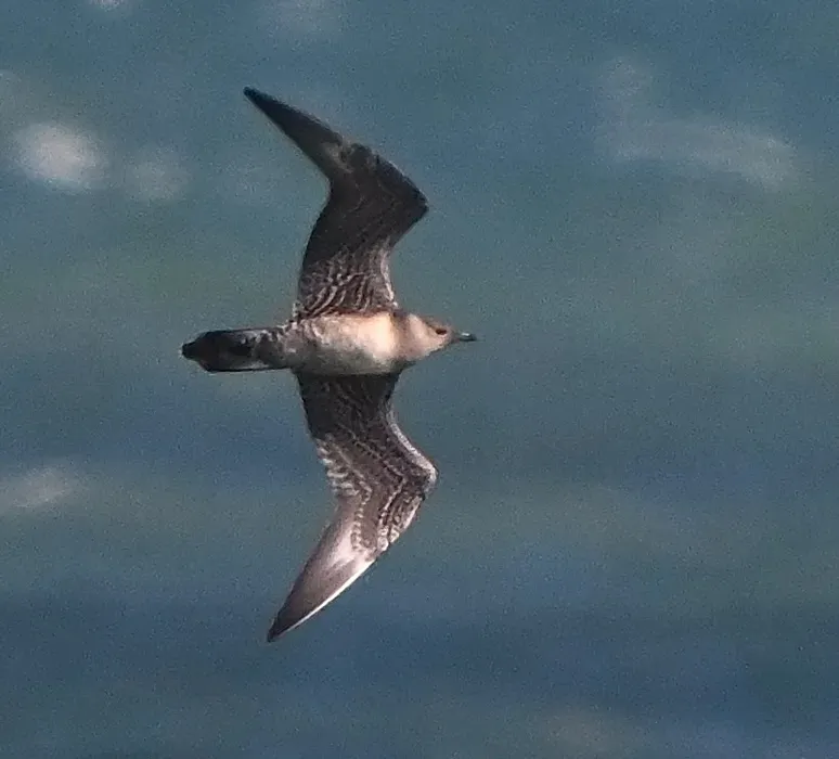 DungenessBO's tweet photo. A superb afternoon seawatch didn't have a great deal of birds but it did have excellent quality - the star being a first for Dungeness in the form of an adult Brown Booby! Other goodies included a close juvenile Long-tailed Skua, 15 Black Tern and three Little Gull. #kentbirding https://t.co/nx0pd1Ty0m