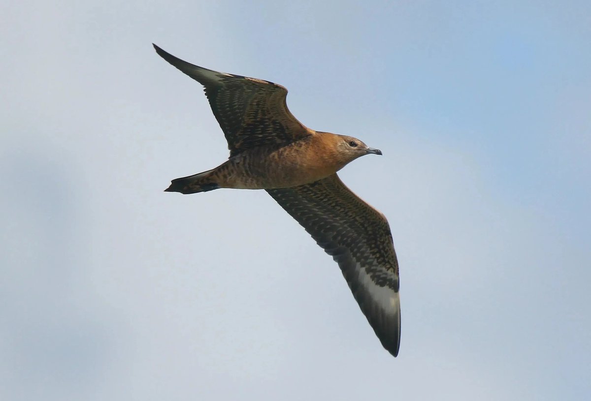 DungenessBO's tweet photo. A superb afternoon seawatch didn't have a great deal of birds but it did have excellent quality - the star being a first for Dungeness in the form of an adult Brown Booby! Other goodies included a close juvenile Long-tailed Skua, 15 Black Tern and three Little Gull. #kentbirding https://t.co/nx0pd1Ty0m