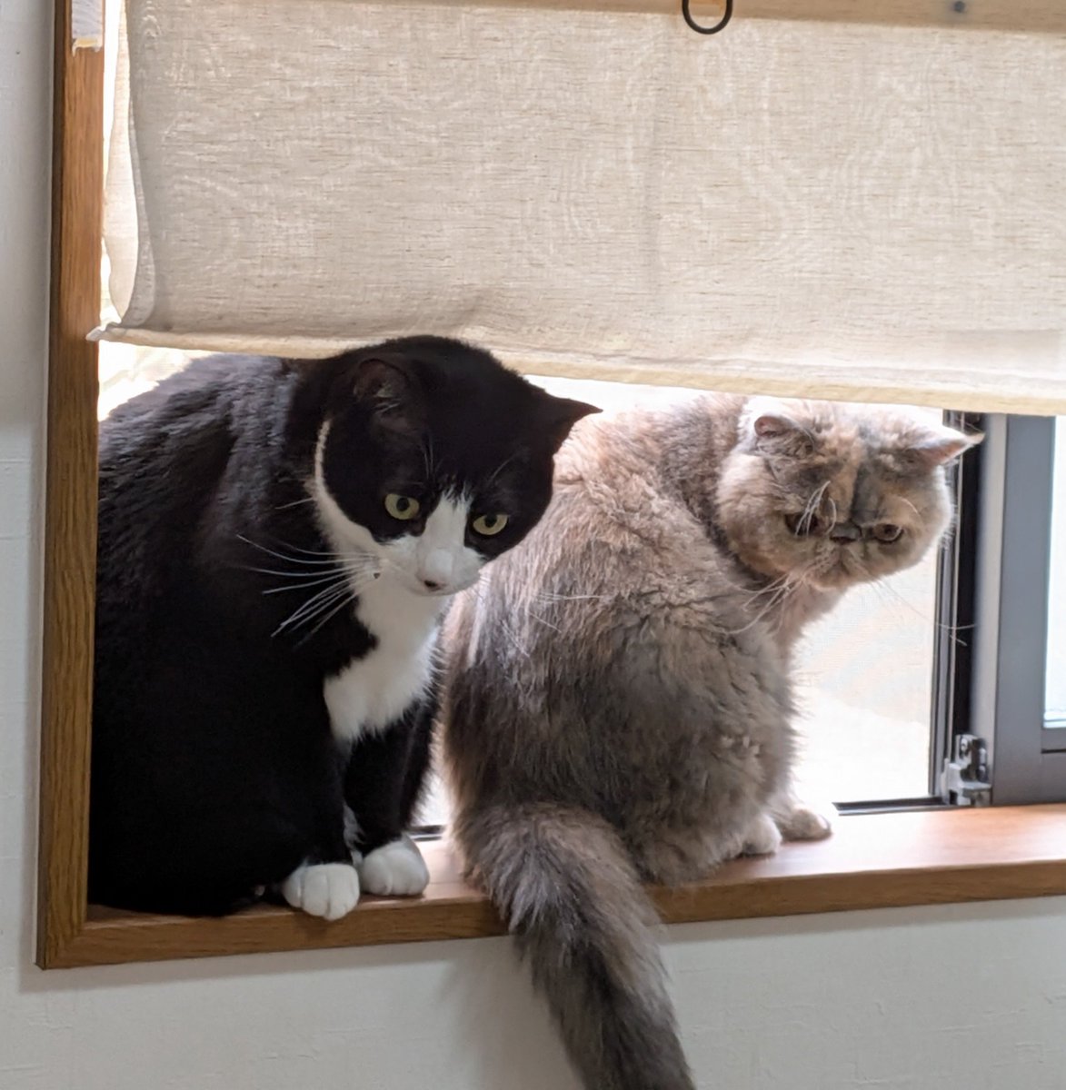 benikoWneo's tweet photo. おはようございます
掃除機が気になる子達😀
#猫のいる暮らし https://t.co/JNi2lxWbuy