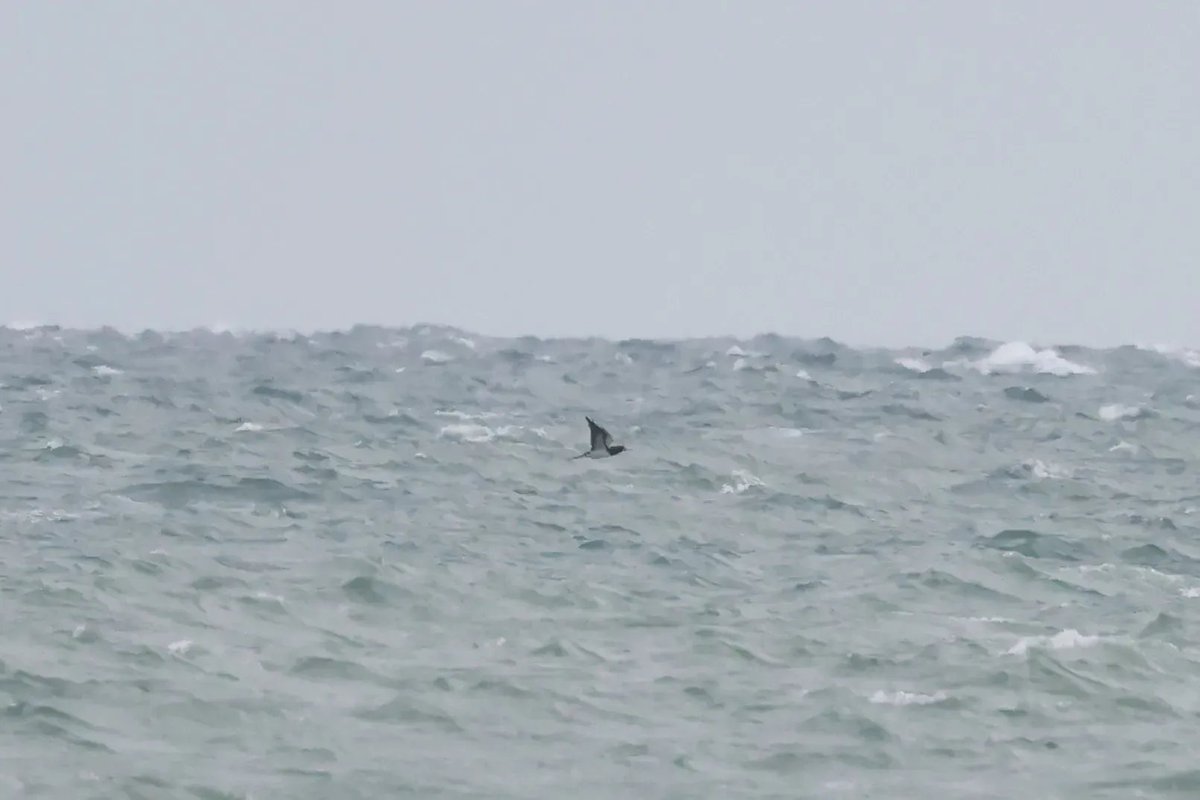 DungenessBO's tweet photo. A superb afternoon seawatch didn't have a great deal of birds but it did have excellent quality - the star being a first for Dungeness in the form of an adult Brown Booby! Other goodies included a close juvenile Long-tailed Skua, 15 Black Tern and three Little Gull. #kentbirding https://t.co/nx0pd1Ty0m