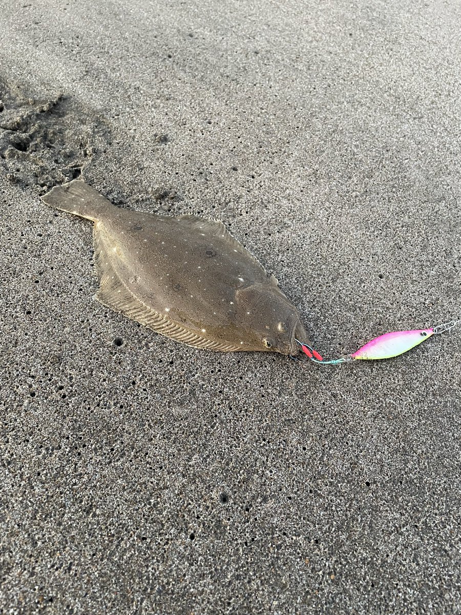 0PjeuUisl151114's tweet photo. ソゲ3連中、確変継続😅
＃ItoLures 
＃flounder
＃KZhook https://t.co/Fhwr7s6jsF
