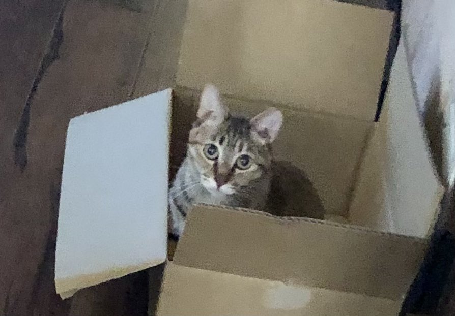 midoriruZ's tweet photo. 荷物が届きました

ま、こうなるよね

#保護猫と暮らす #ねこのいる幸せ #猫好きさんと繋がりたい𓏲𓎨 https://t.co/WwjAeYR6eU