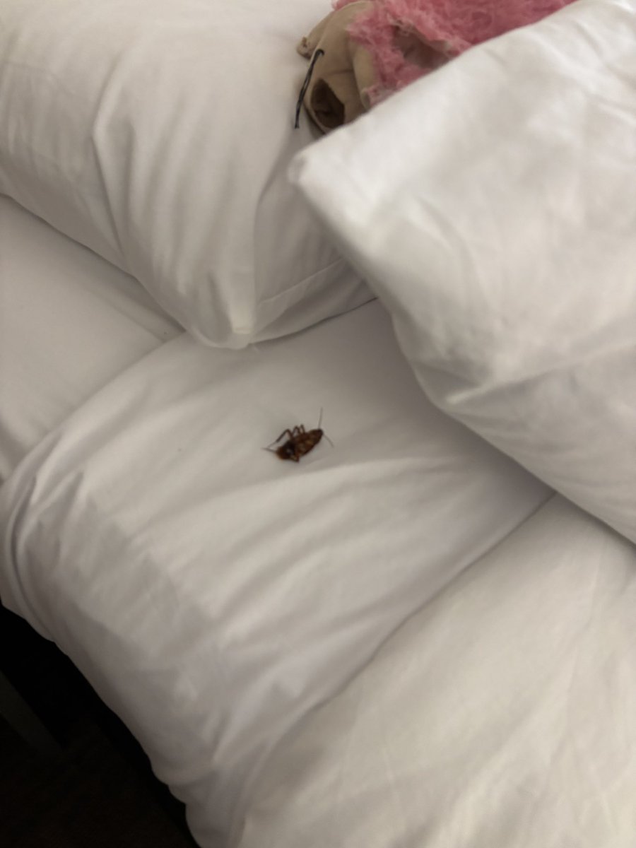 KBChef's tweet photo. @HolidayInn Unacceptable, on top the bed being so extremely uncomfortable I tossed and turned all night https://t.co/uqowFYONTe