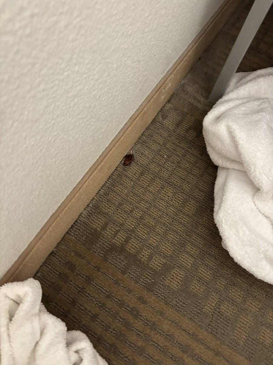KBChef's tweet photo. @HolidayInn Unacceptable, on top the bed being so extremely uncomfortable I tossed and turned all night https://t.co/uqowFYONTe