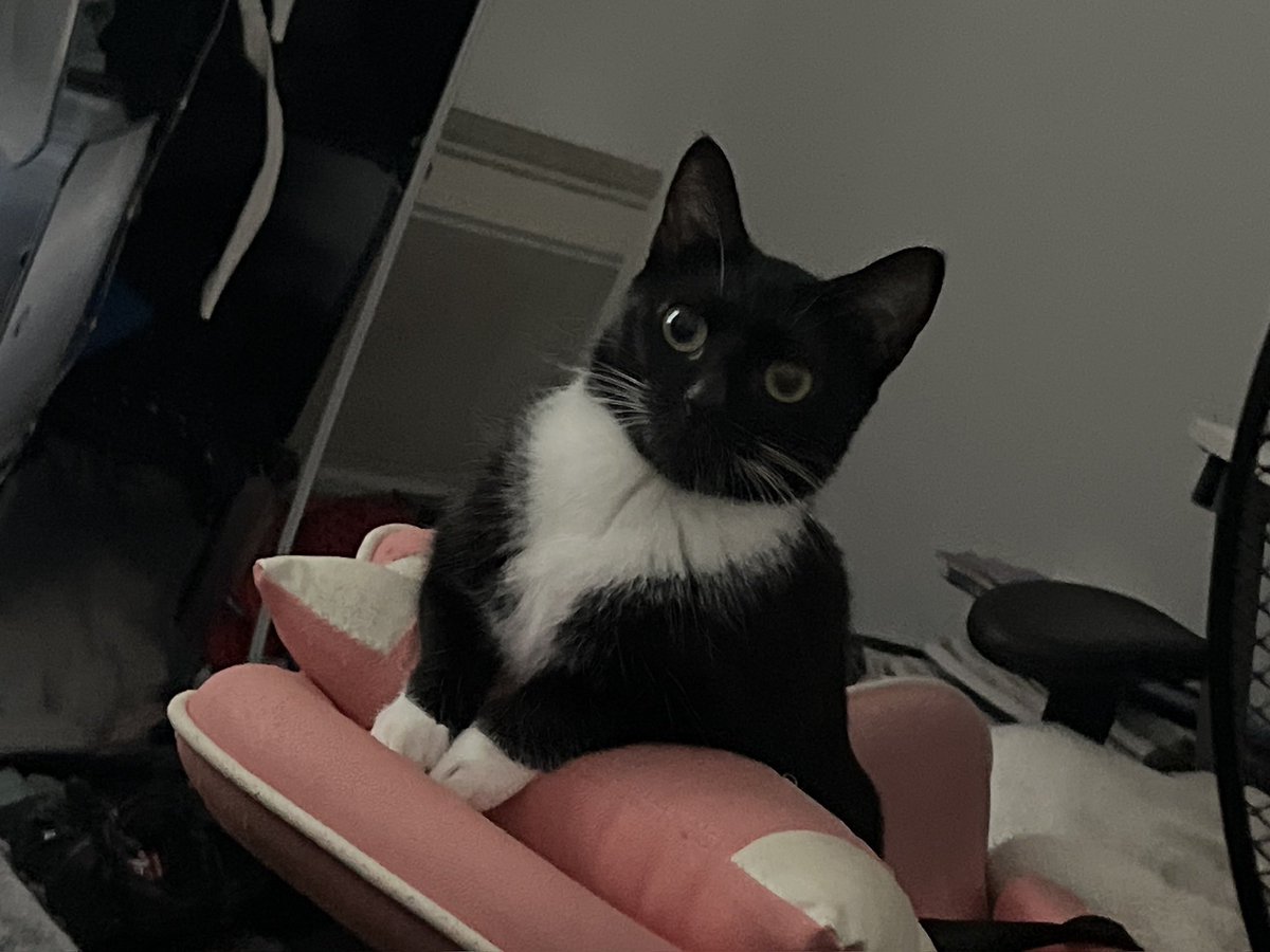 Wiiniix_'s tweet photo. À votre avis, elle est gentille ? https://t.co/AHNjlVGfmr
