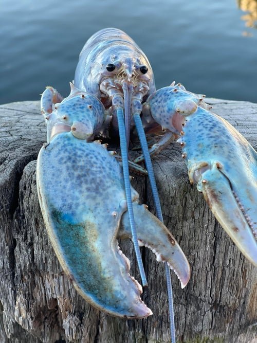 OmegaE25's tweet photo. @EmoSemenDemon If this lobster is blue to you then yes i think you should post the full thing https://t.co/FiYGcaxaQ3