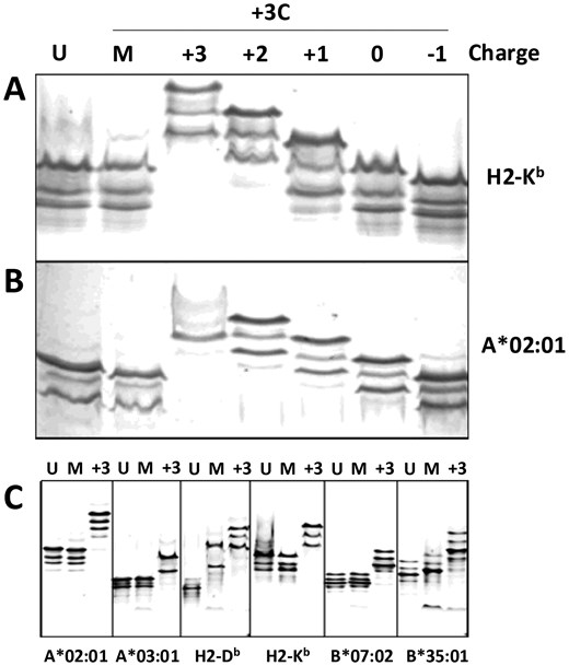 Native IEF gels document peptide exchange into 3C-protease cleaved ELBM constructs. Protein bands shift according to the net charge of the exchange peptides for H2-Kb (A) and HLA-A*02:01 (B).