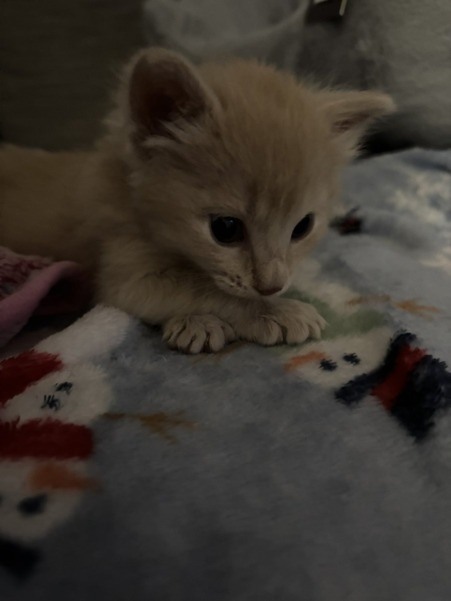 swannpablo's tweet photo. he grew too fast (╥﹏╥) https://t.co/qZrVWJnGAY