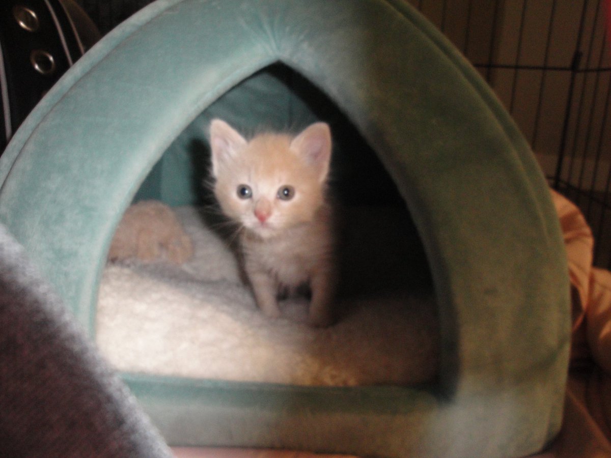 swannpablo's tweet photo. he grew too fast (╥﹏╥) https://t.co/qZrVWJnGAY