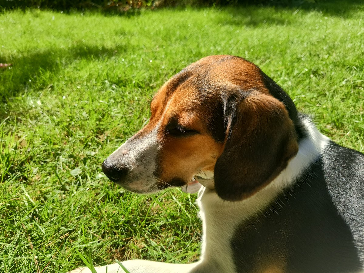SterrBry's tweet photo. @beaglefacts @danstewart13 Molly's ears can pick up a mouse walking in the garden on the far side of the yard, or a treat bag being picked up on a different floor of the house from a dead slumber. My voice at arms length is undetectable however. A marvel of evolution https://t.co/FLbNVRVxvi