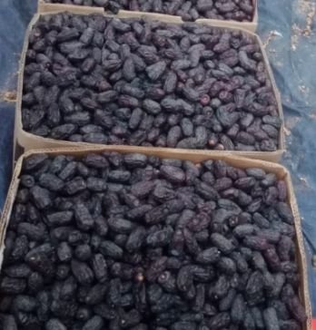 mashreq_me's tweet photo. We are pleased to present our best date offers:
Origin: Kingdom of Saudi Arabia
Variety: Safawi / Qalami
Grade: A (Premium)
Packaging: 5 kg carton box
Container: 40-foot container (4,600 boxes of 5 kg)
Contact via WhatsApp: +201200005175
Email: mashreqcompany@gmail.com https://t.co/L43sV2mFq1