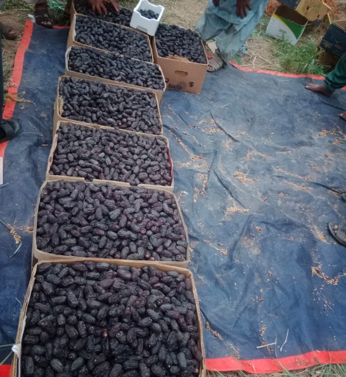 mashreq_me's tweet photo. We are pleased to present our best date offers:
Origin: Kingdom of Saudi Arabia
Variety: Safawi / Qalami
Grade: A (Premium)
Packaging: 5 kg carton box
Container: 40-foot container (4,600 boxes of 5 kg)
Contact via WhatsApp: +201200005175
Email: mashreqcompany@gmail.com https://t.co/L43sV2mFq1