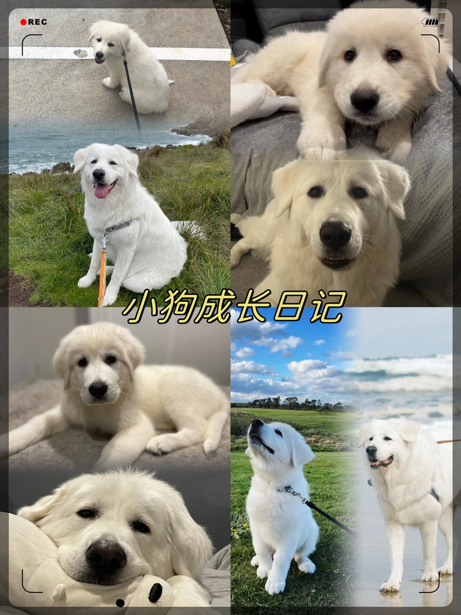 aislr646522's tweet photo. My little pup turned 3 today! Watching him go from a wobbly ball of fur to a silly, cuddly adventure buddy in one year is the best gift ever  #PetGrowthJourney https://t.co/hHtkuPkDcs