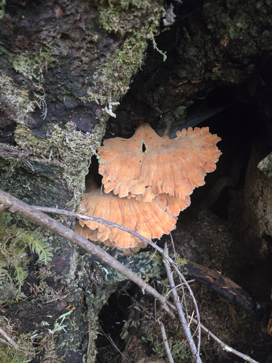 JustinZabo's tweet photo. Chicken of the woods https://t.co/DNPN9XRBnB