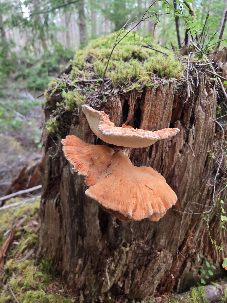 JustinZabo's tweet photo. Chicken of the woods https://t.co/DNPN9XRBnB