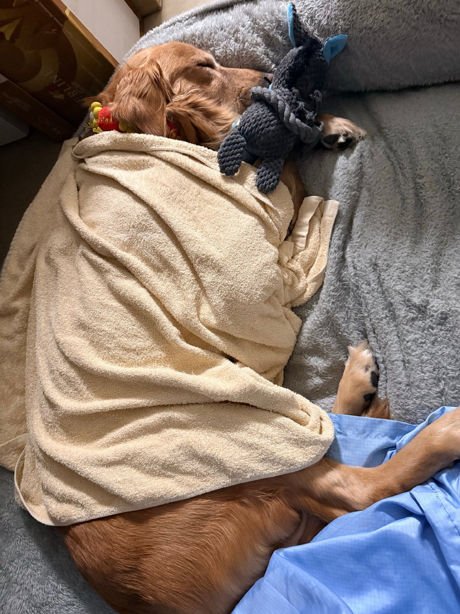 cleoe986307's tweet photo. My rescue pup just curled up on my lap while I worked from home—best "co-worker" I could ever ask for, no meetings required https://t.co/z4duLt5K2J