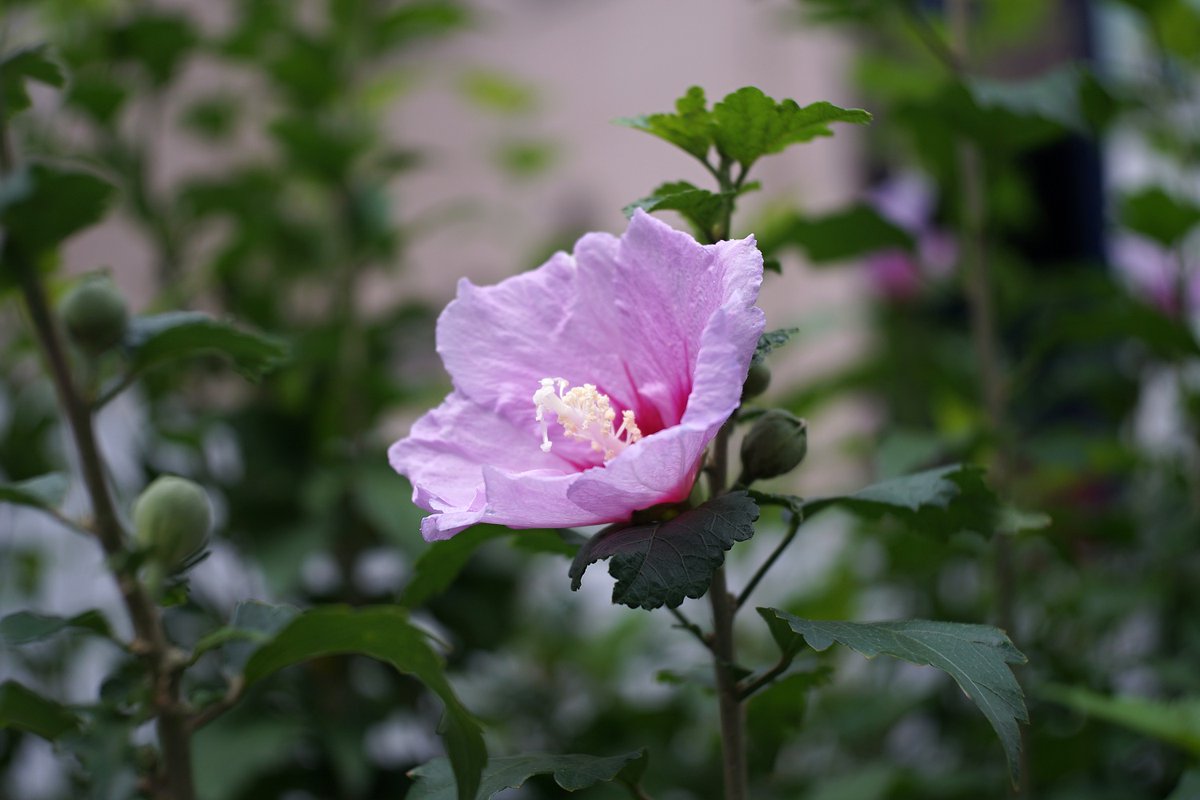 kaminariO8ji's tweet photo. CANON SERENAR 35mm F3.2で写す世界。
#photographs #canon #serenar #snap #オールドレンズ https://t.co/NUAk419s7Q