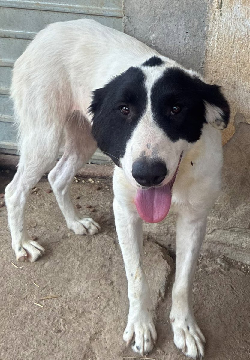 Pawprints2F's tweet photo. 1 year old Bonnie is the biggest, clumsiest, most ridiculous baby you could ever meet, but she is also a very submissive girl who is being picked on by the other dogs 😢

She can live with other kind dogs, kids 8+ and we can cat test her.

https://t.co/UKATK6Nz6w https://t.co/wY5eJcwf92