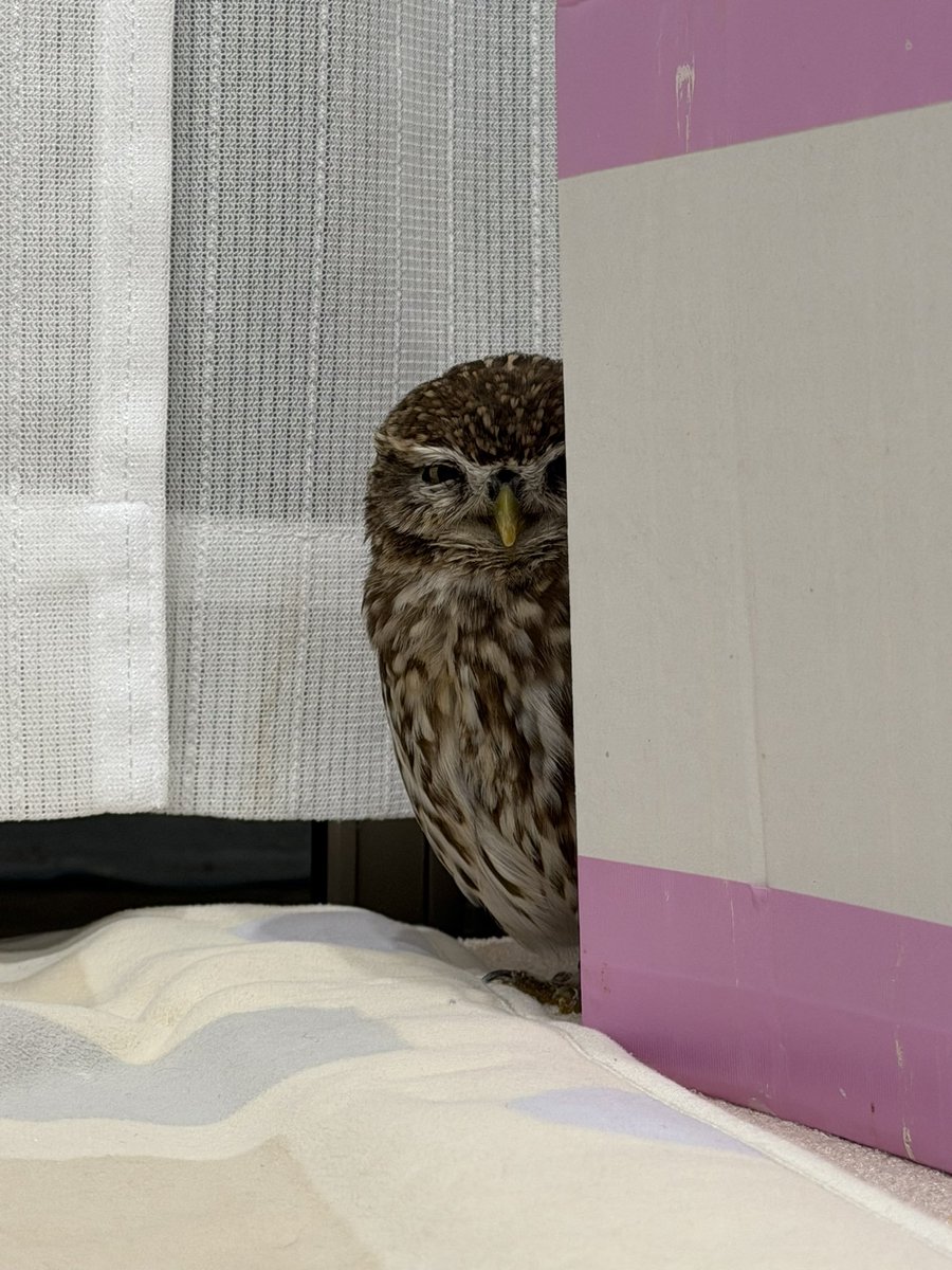 owltwting's tweet photo. i can see you https://t.co/JJsLyDy13M