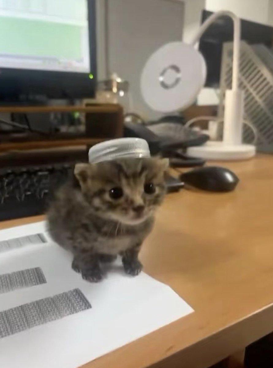 twaniimals's tweet photo. https://t.co/XJC73rAlSz