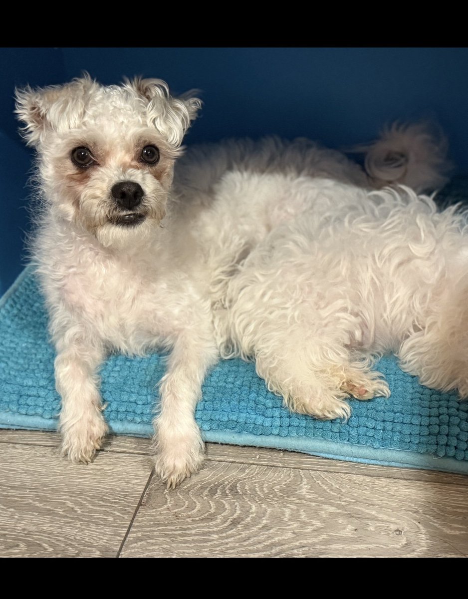 millypod1's tweet photo. 🆘10 SEPT 2026 #Lost Rapanel #ScanMe
Bichon Frise Male
From front yard from home #Longmead #Basildon #Essex #SS13
https://t.co/ux2jDYit2C https://t.co/KpICOowMHF
