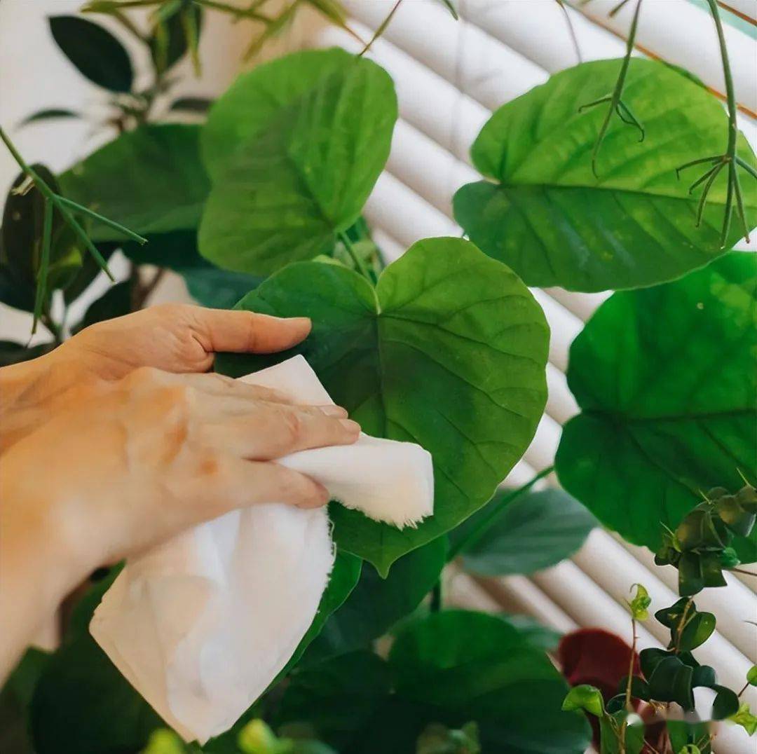 Nuriye_hatun's tweet photo. Quick tip for your pothos! Keep its leaves clean by wiping with a damp cloth monthly – it helps absorb light better and prevents dust buildup. https://t.co/Kgg8UZnKaH