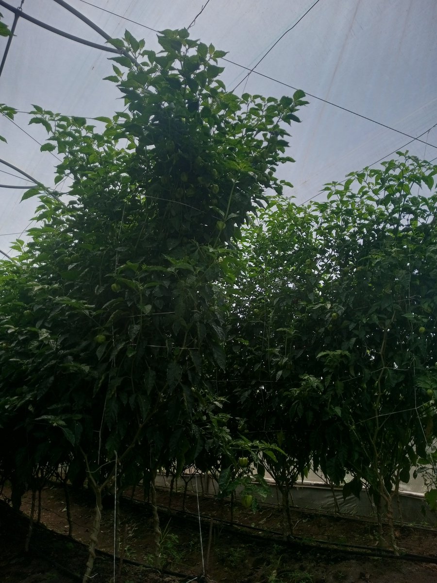 MikeAgrow's tweet photo. How tall is your pepper plant 
Quote this one tall crop you have. 
I want to check something https://t.co/JNiIvOgC0W